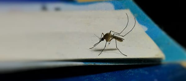 Mosquitoes in Whitby Test Positive for West Nile Virus